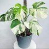 Monstera albo borsiagina Marble