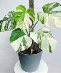 Monstera albo borsiagina Marble