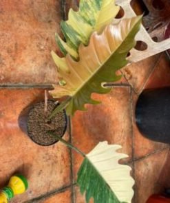 Philodendron Caramel Marble Variegated Fully Rooted Baby Plant