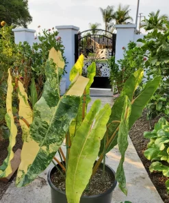 Premium Quality Variegated Billietiae - Extra RARE Collector Plant