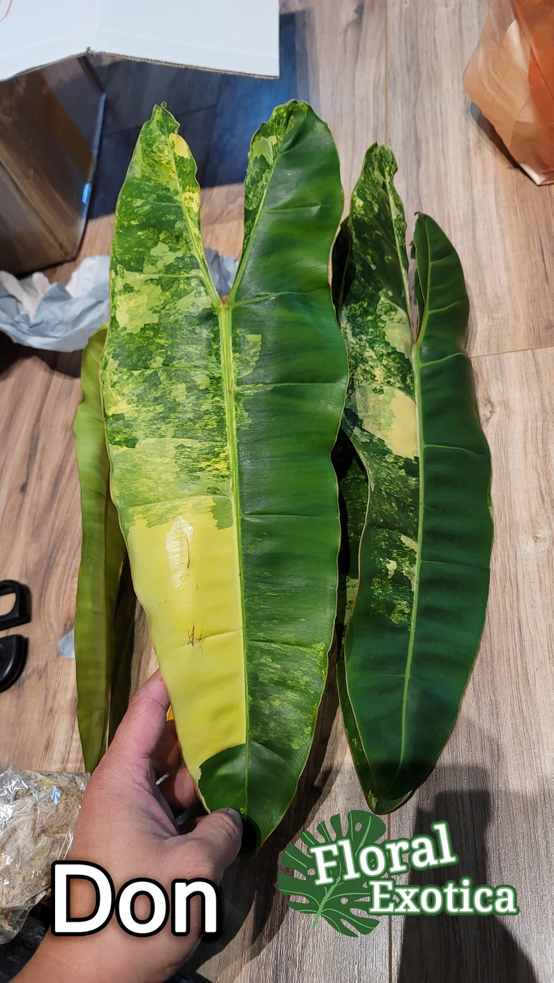 il_794xN.2914778386_oy45