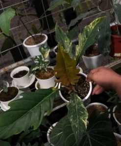 Philodendron Caramel marble with Phithosanitary