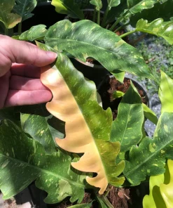 Philodendron Ring of Fire Variegata
