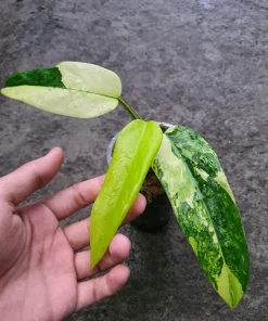 philodendron domesticum variegated for sale