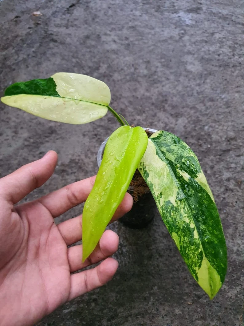 PHILODENDRON DOMESTICUM VARIEGATED philodendron domesticum variegated for sale