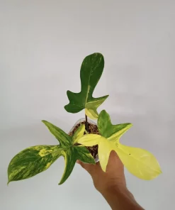 Philodendron Florida Beauty Variegated