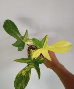 Philodendron Florida Beauty Variegated
