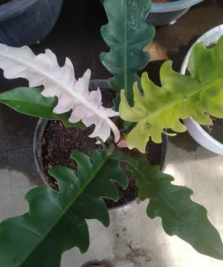 philodendron ring of fire