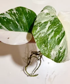 Buy HALF-MOON Albo Monstera Plant