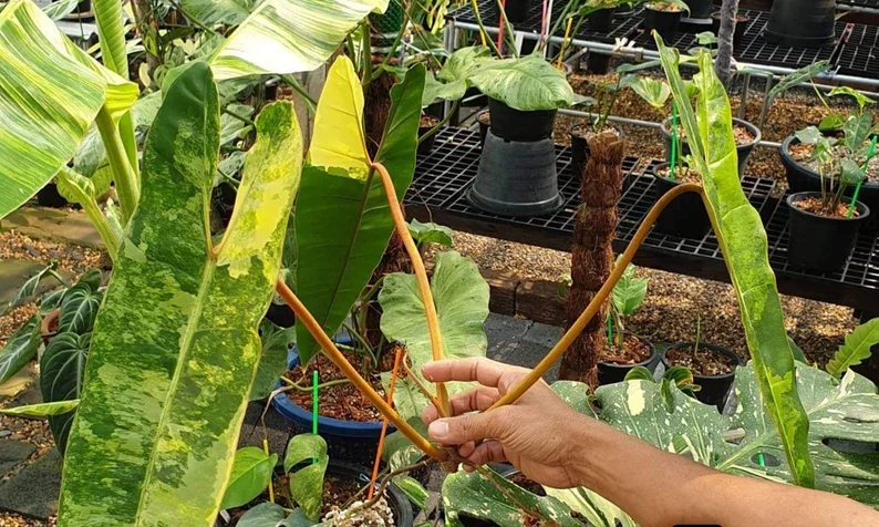 il_794xN.3363075181_3hyi