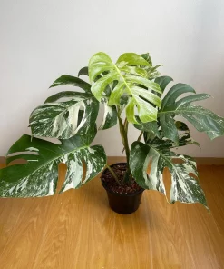 Monstera Albo Variegata 6 leaves
