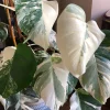 Albo Variegated Monstera 6 leaves