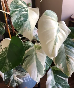 Albo Variegated Monstera 6 leaves