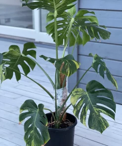 Monstera Deliciosa sport ‘green on green’ variegata - large form. Phyto included