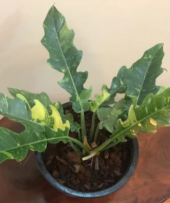 Philodendron Ring of Fire Live Plant, 4" Pot, PRE-SALE Rare and Exotic Houseplant