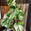 Buy Monstera Albo borsigiana