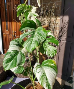 Buy Monstera Albo borsigiana