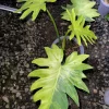 Buy Scindapsus Treubii Moonlight Variegated Albo Rare