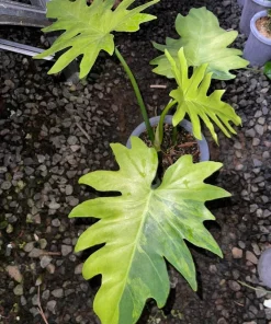 Philodendron Radiatum Aurea Variegated Rare