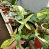 Philodendron Florida Beauty Variegated 3 Leaves