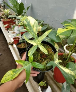 Philodendron Florida Beauty Variegated 3 Leaves