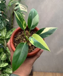 Philodendron Green Congo Variegated