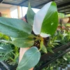 12x Philodendron white princess