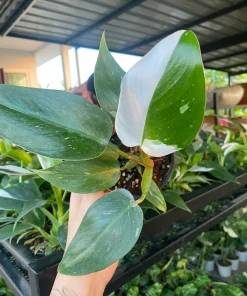 12x Philodendron white princess