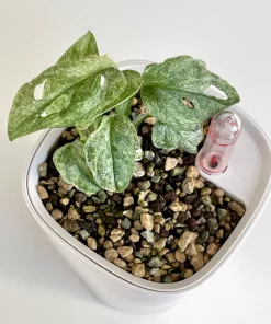 Monstera Adansonii Mint Europe