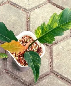 Philodendron Caramel Marble Variegated