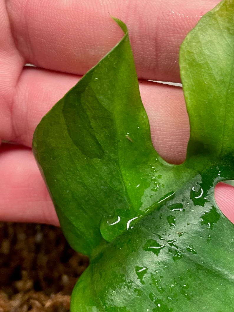 il_794xN.3670850352_hgw4