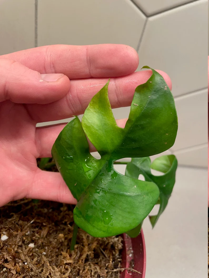 il_794xN.3670856080_e228