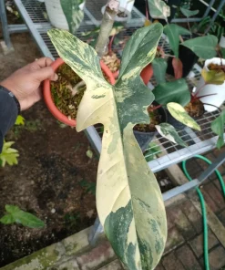 Philodendron Bipennifolium Violin variegated