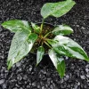 philodendron white princess