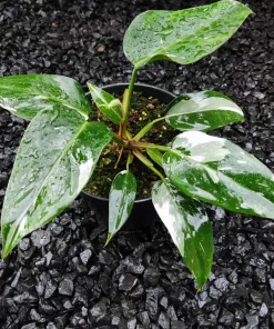 philodendron white princess