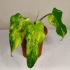 Philodendron Domesticum Variegated Rare