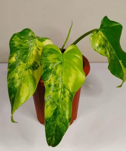 Philodendron Domesticum Variegated Rare