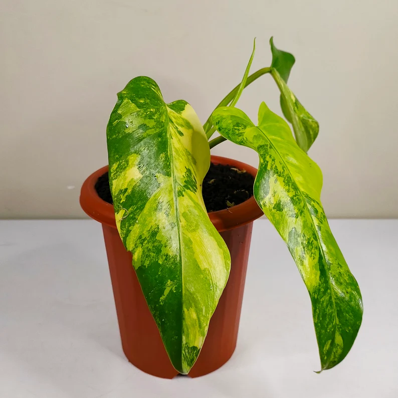 Philodendron Domesticum Variegated Rare Philodendron Domesticum Variegated Rare