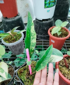 Philodendron Caramel Marble variegated+Bipennifolium variegated for Rani