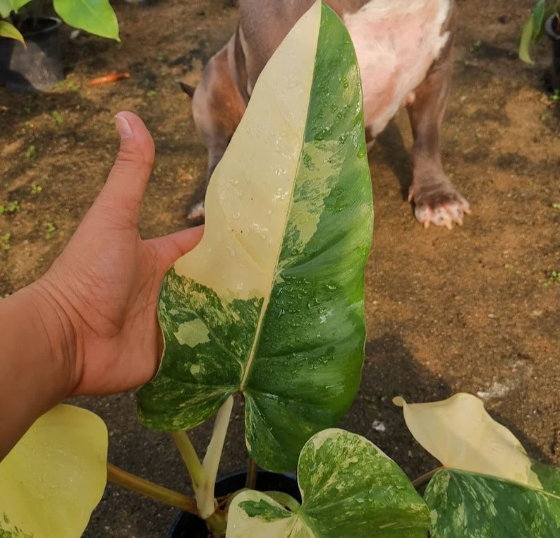 il_794xN.3704938640_kto9