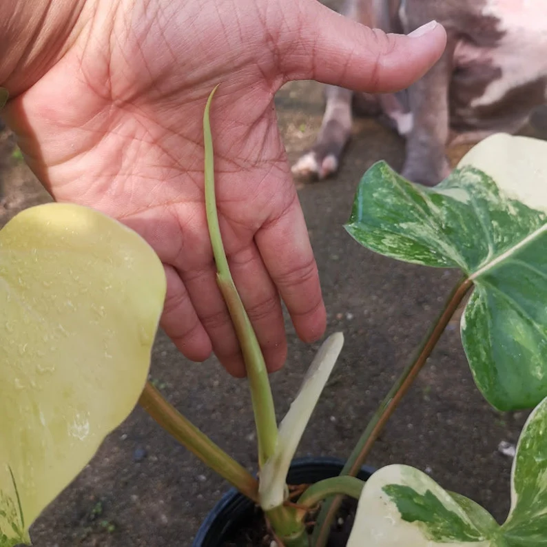 il_794xN.3704938644_t1n7