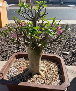 Rachinee RCN-Thai Arabicum