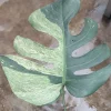 Buy Monstera Mint Variegated