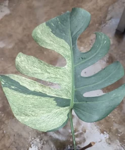 Buy Monstera Mint Variegated