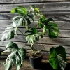 variegated Monstera Deliciosa