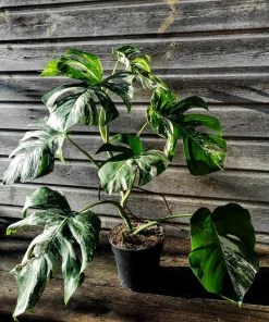 variegated Monstera Deliciosa