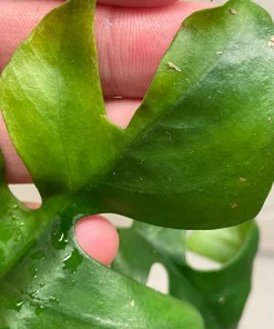 Rhaphidophora Tetrasperma variegated tricolor