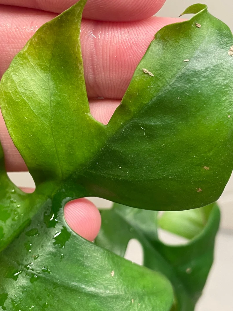 Rhaphidophora Tetrasperma variegated tricolor Rhaphidophora Tetrasperma variegated tricolor