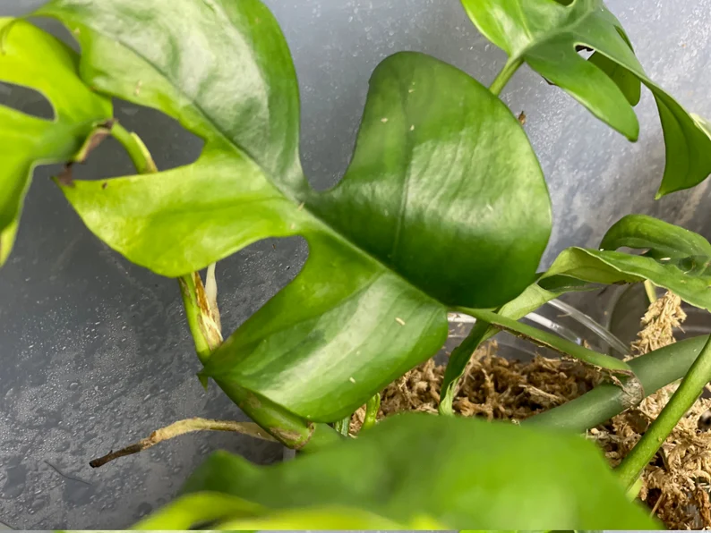 il_794xN.3718452775_kic6