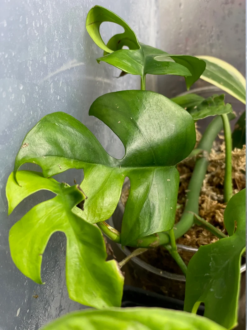 il_794xN.3718452859_70fk